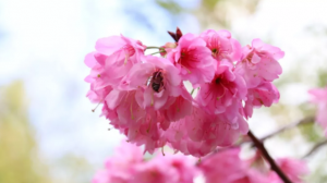 又是一年樱花开，想念旅院的樱花